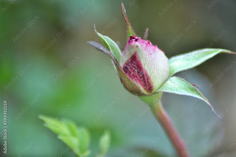 various small flowers are planted, with a bokeh background various small flowers are planted, with a bokeh background