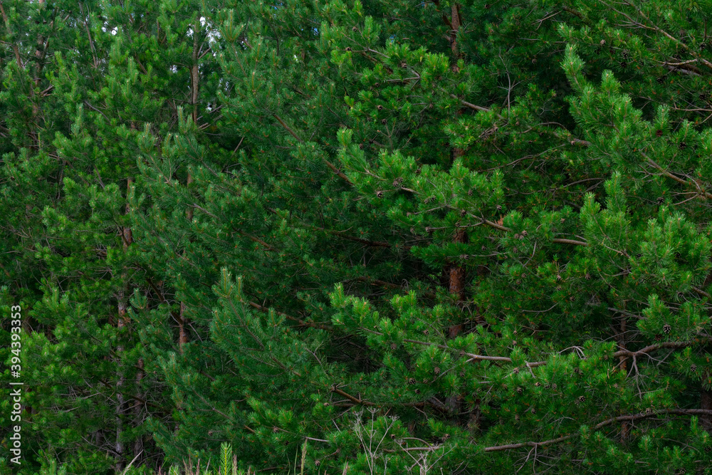 Close up view of lots ob green pine branches with needles in coniferous wood