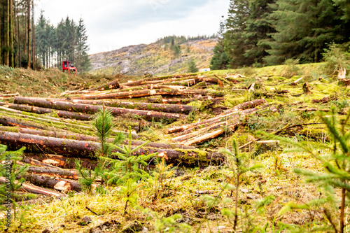 Fototapeta Naklejka Na Ścianę i Meble -  Deforestation giong on in County Donegal - Ireland