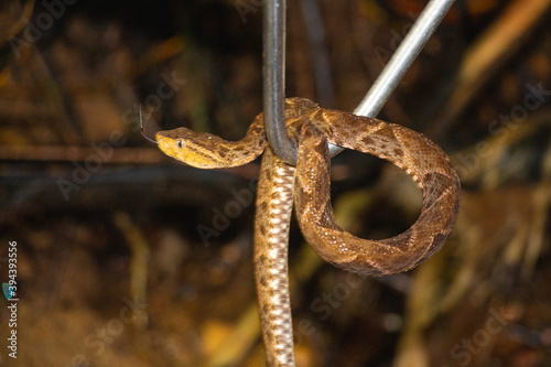 Culebra x, vivora  serpiente Bothrops asper photo