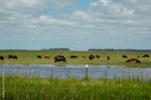 Cows eating in the Argentine pampas in summer © martinscphoto