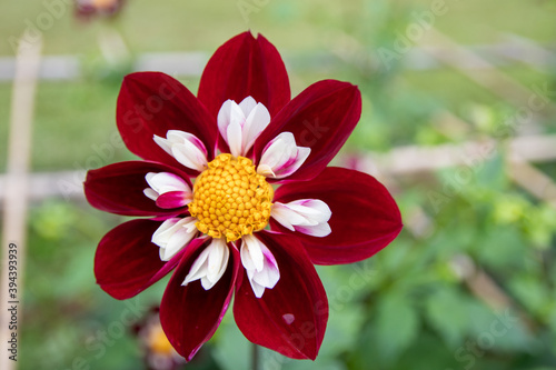 綺麗に咲くダリアの花 メアリーエベリン