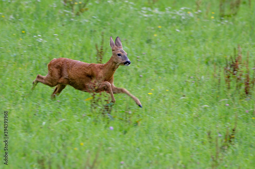 Reh  Capreolus capreolus 