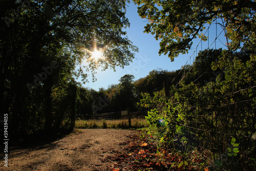 Sunset in the forest