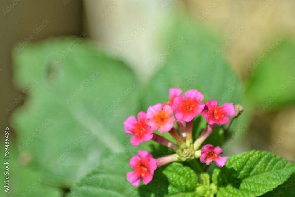 Fototapeta premium various small flowers are planted, with a bokeh background