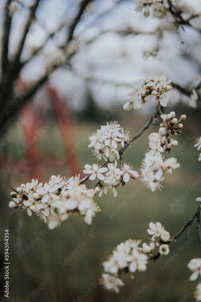 blooming tree blooming tree