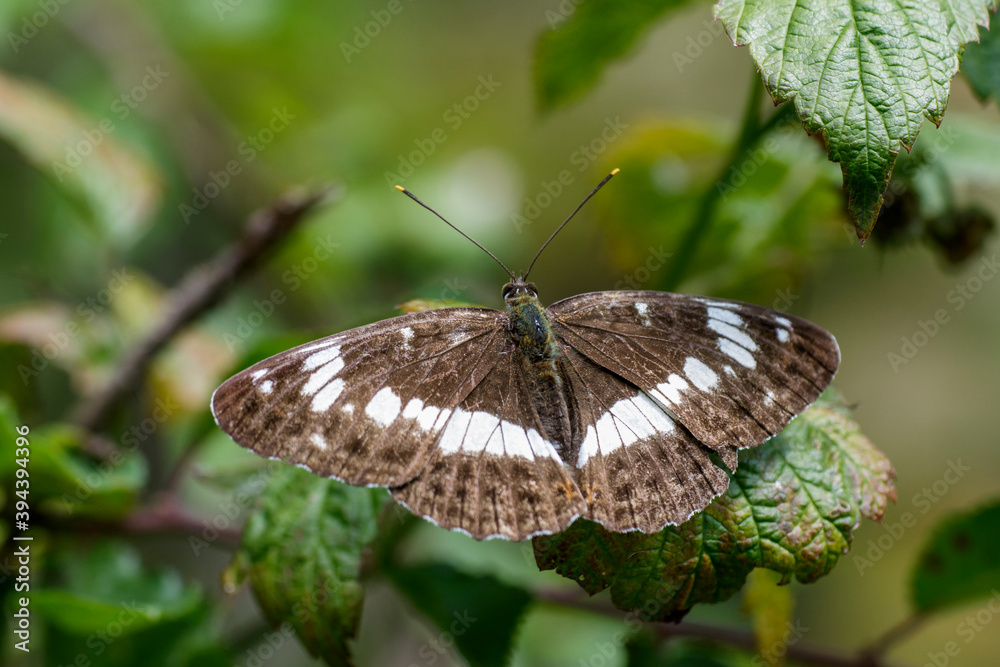 Naklejka premium Kleiner Eisvogel (Limenitis camilla)