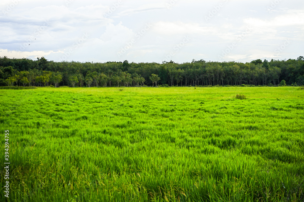 Natural of Green field with white clouds on sky background with copy space.