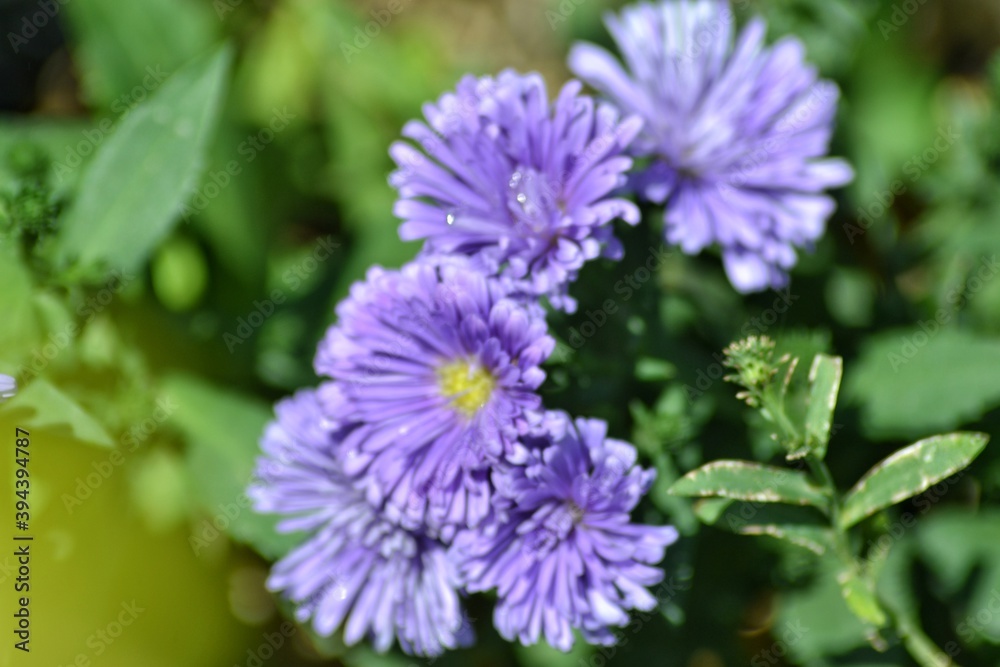 various small flowers are planted, with a bokeh background various small flowers are planted, with a bokeh background