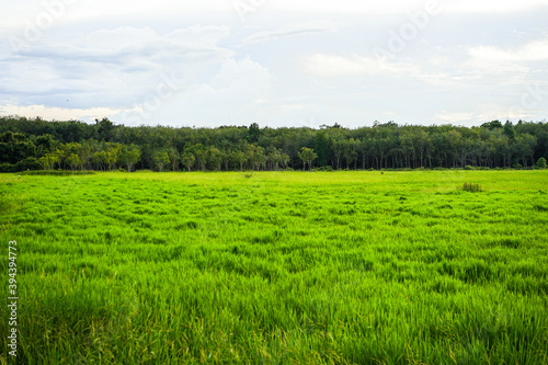 Natural of Green field with white clouds on sky background with copy space.