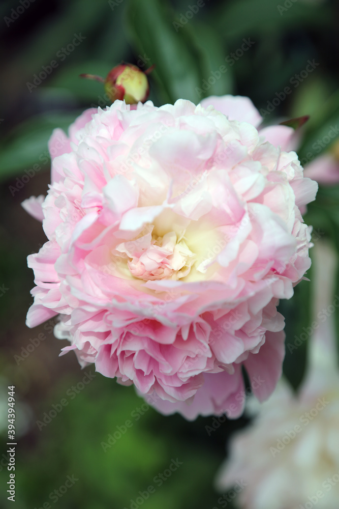 Close up of a pink rose , Derbyshire England Close up of a pink rose , Derbyshire England
