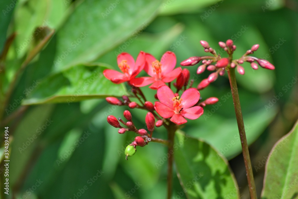 various small flowers are planted, with a bokeh background