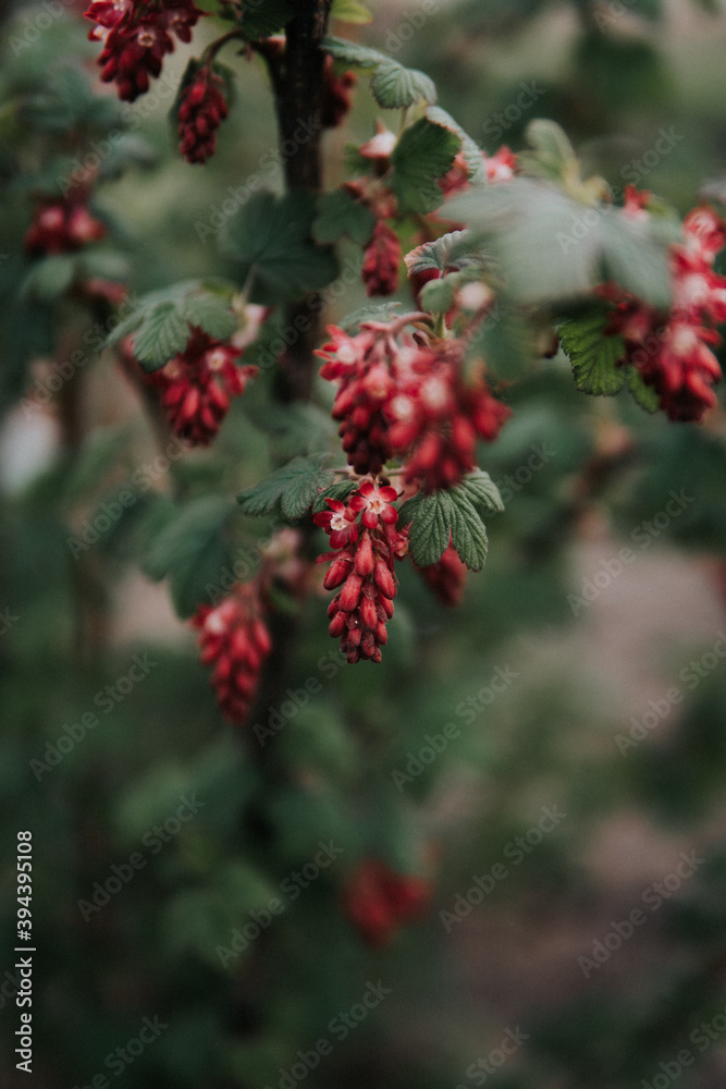 red flower in garden