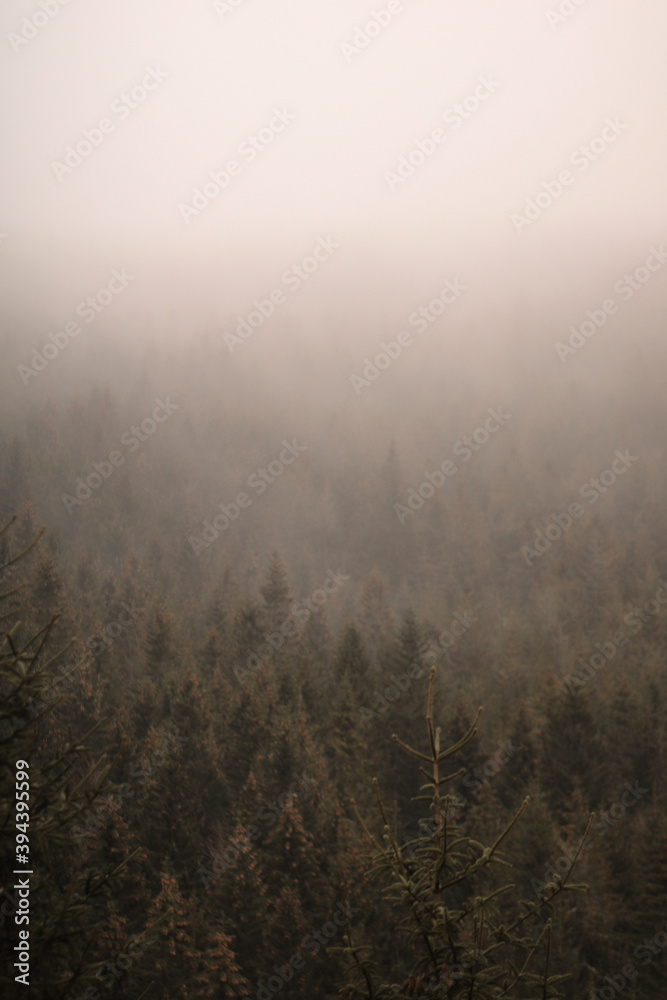 autumn forest in the fog