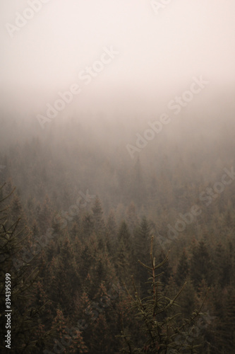 autumn forest in the fog © Alamela