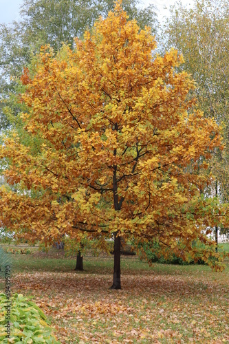 Autumn landscape, leaf fall, yellow trees, yellow leaves on a tree, yellow leaves on the ground, autumn in the Park, season, walking on the road