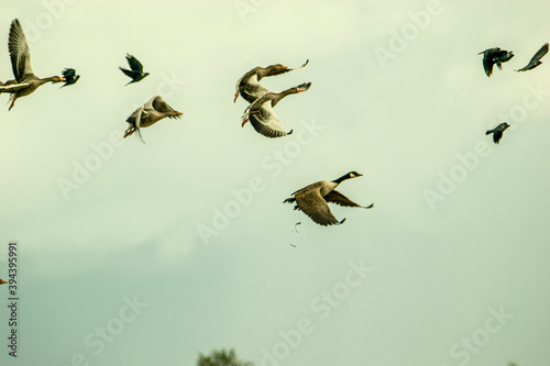 birds in flight © charlie