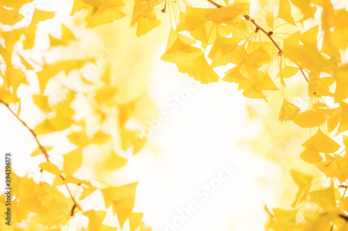 黄色いイチョウの葉のイメージ