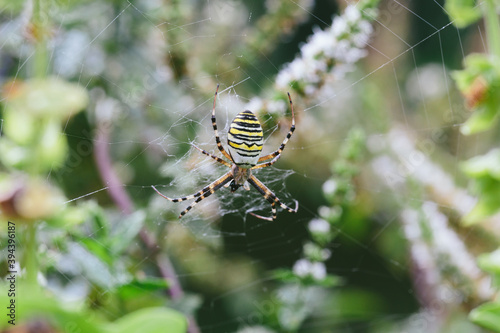 A wasp spider (Argiope bruennichi) on it's web.