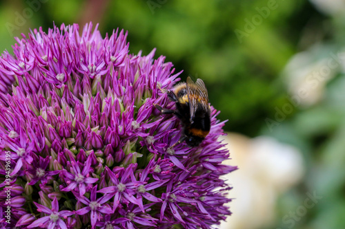 Close up of a bumble bee pollinating a purple Allium flower in full bloom. The tight cluster of spiky flowers of the Allium provide a spectacular firework like display.
