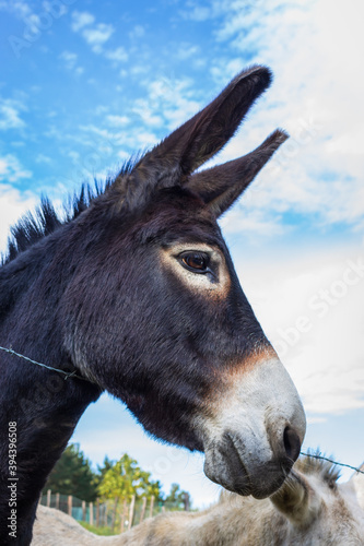 Black donkey behind wire fence. Curious donkey looking at camera. Rural scene. Domestic animals. Livestock concept. Cute donkey portrait. Countryside concept. Adorable mule on farm.