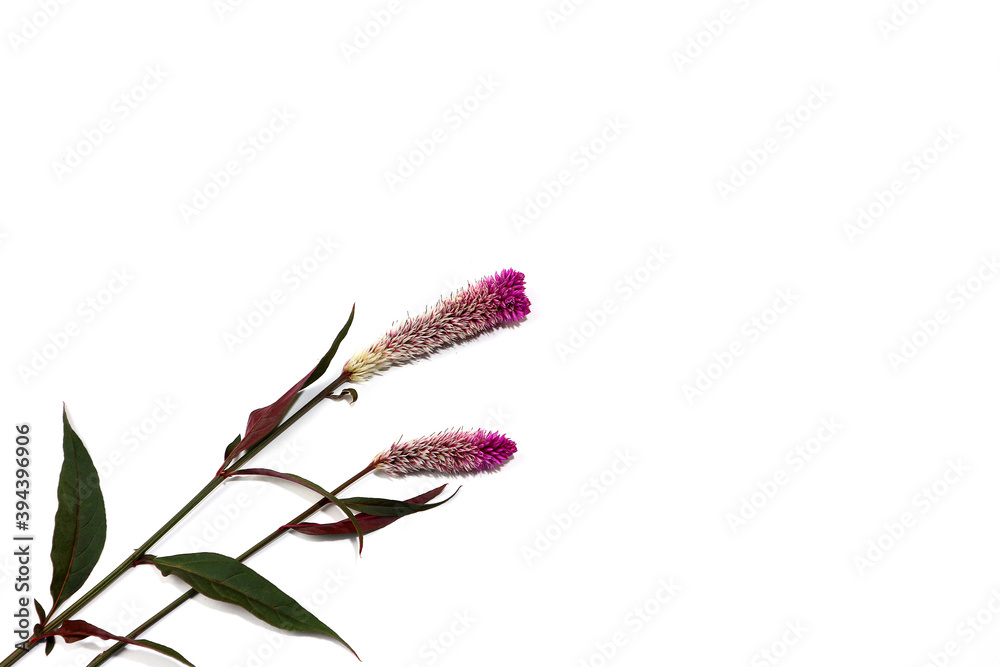 Obraz premium cockscomb flower is isolated on white.