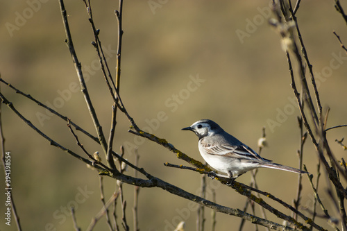 White wagtail bird sitting on a tree branch