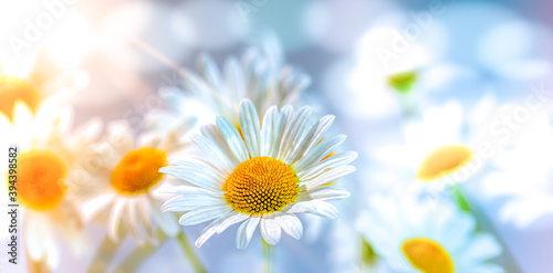 Magnificent daisies in bloom bathed in the rays of the spring sun on a blue background seem to exude the smell of spring and early summer.Greeting card