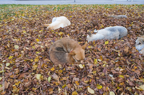 The lair of stray dogs in dry leaves. The dog stuck his nose in the leaves. Homeless animals concept.