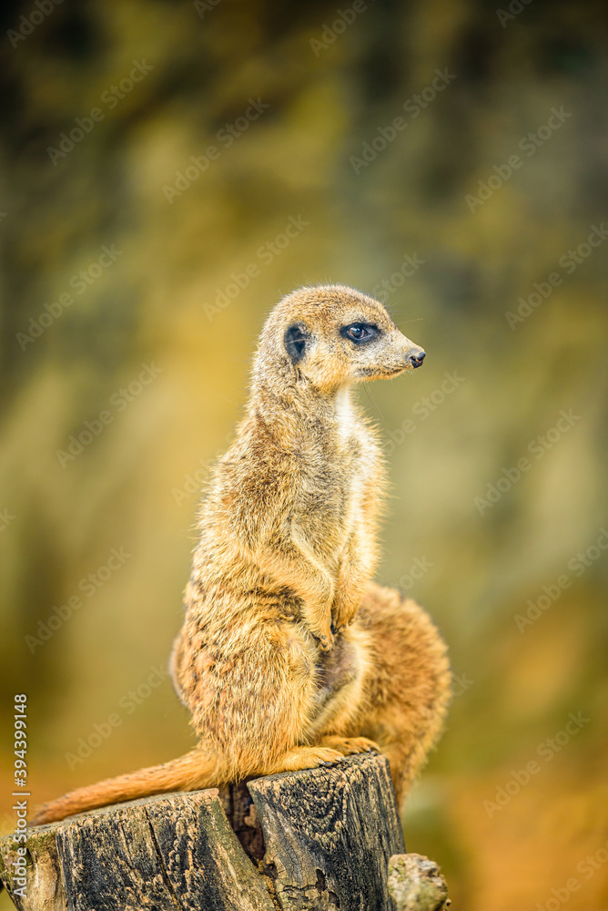 The meerkat (Suricata suricatta) or suricate is a small mongoose found in southern Africa. The meerkat (Suricata suricatta) or suricate is a small mongoose found in southern Africa.