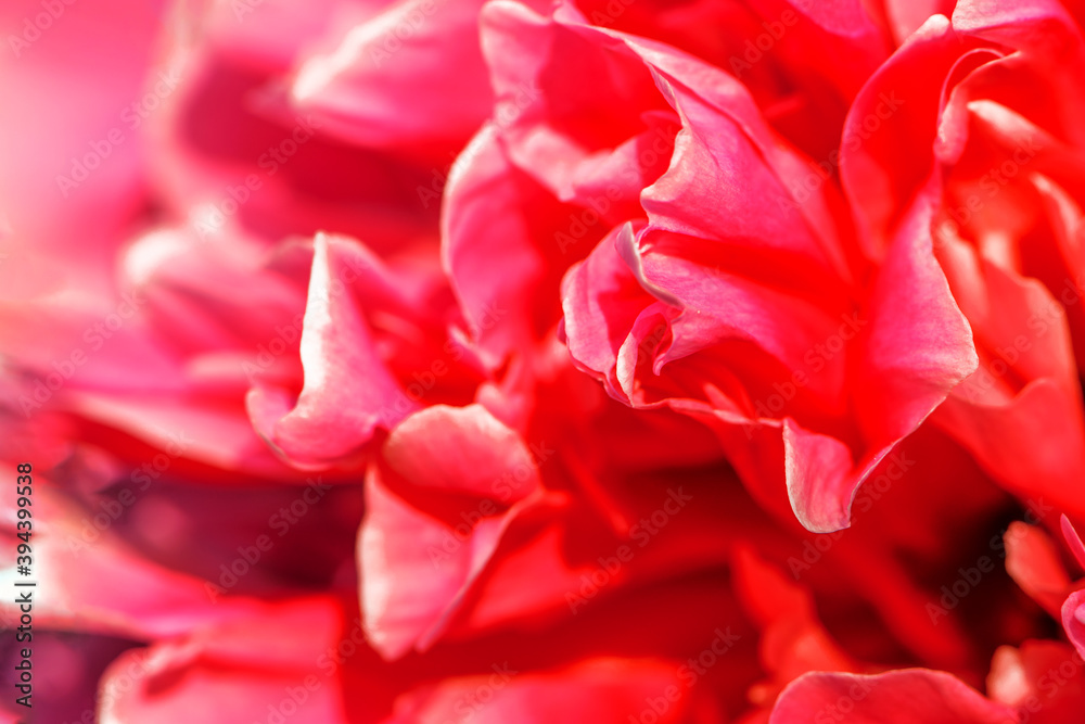 Close-up of flowers pink peonies. Pastel peony flowers in bloom. Beautiful peony flower. Fluffy pink peonies flowers background