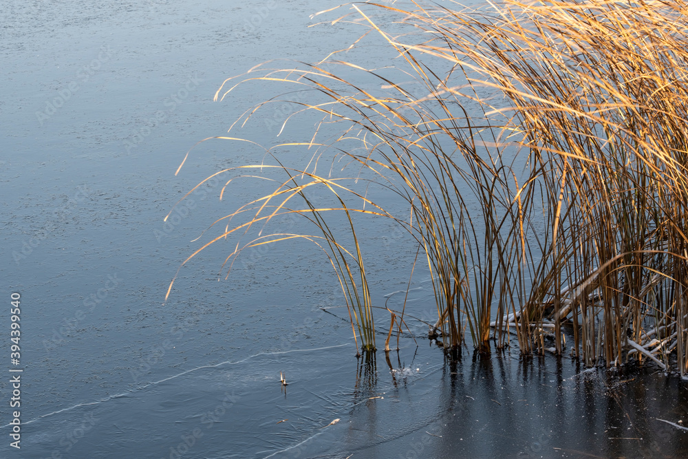 The beginning of winter, the first ice on the pond bound the coastal sedge The beginning of winter, the first ice on the pond bound the coastal sedge