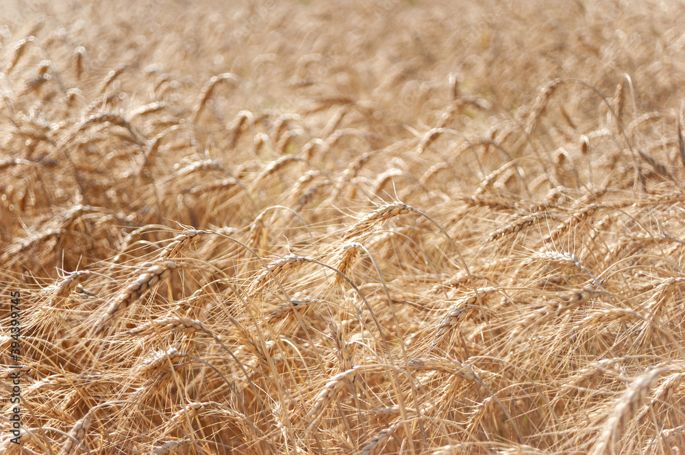 Wheat fields. Juicy fresh ears of young green wheat on nature in a summer field close up macro. Beautiful Nature Sunset Landscape. Rural landscapes in shining sunlight. Wheat fields. Juicy fresh ears of young green wheat on nature in a summer field close up macro. Beautiful Nature Sunset Landscape. Rural landscapes in shining sunlight.