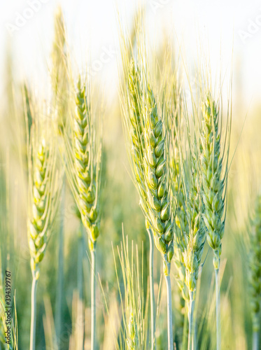 Wheat fields. Juicy fresh ears of young green wheat on nature in a summer field close up macro. Beautiful Nature Sunset Landscape. Rural landscapes in shining sunlight. 