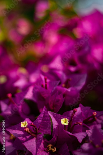 violet flowers