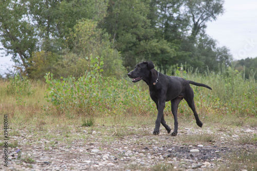 Chien Berger de Majorque