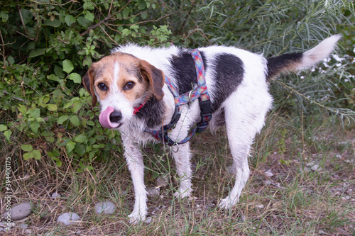 Chien croisé Beagle fox terrier