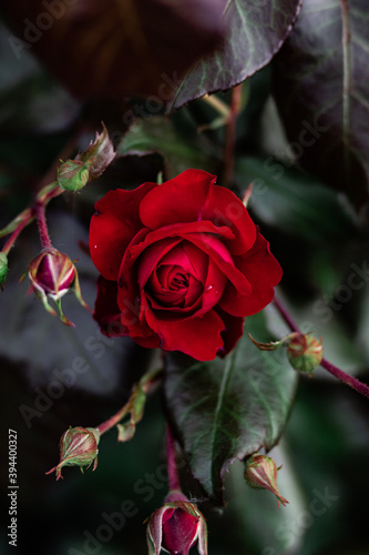 red rose in the garden