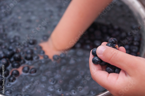 Kids hands sorting blueberries floating in water