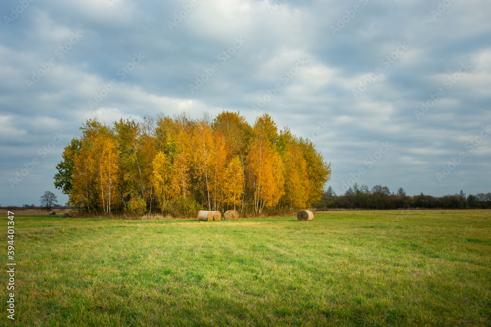 A group of orange autumn trees in a meadow