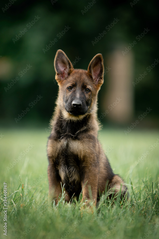 Beautiful German Shepherd puppies running in a green field Beautiful German Shepherd puppies running in a green field