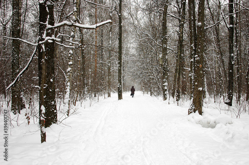 Snowfall in the Park. Snow road in the woods. Figure of a man in the distance. It's snowing. Blizzard.