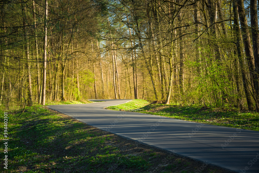 Asphalt winding road through the forest, sunlight and tree shadows