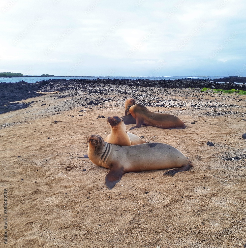 Obraz premium funny cute fur seals lie on the shore on white sand