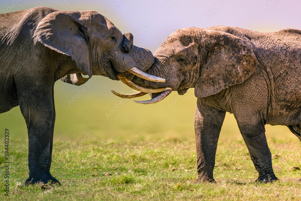 Fototapeta premium two male and female elephants playfully knotting their trunks together. 
