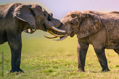 two male and female elephants playfully knotting their trunks together.  © kandhal
