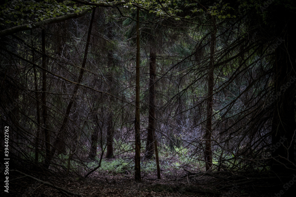 Bieszczady, droga na Połoninę Wetlińską