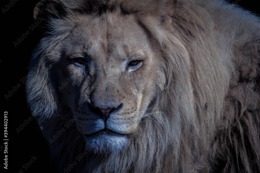Fototapeta premium Clouse Up Of Lion king isolated on black. 