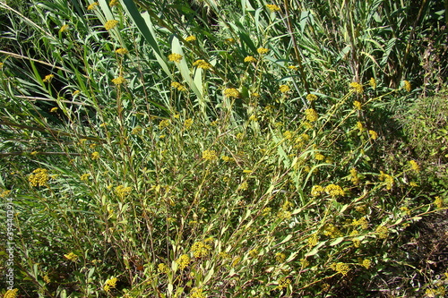 Shrubby Hares Ear (Bupleurum fruticosum) photo