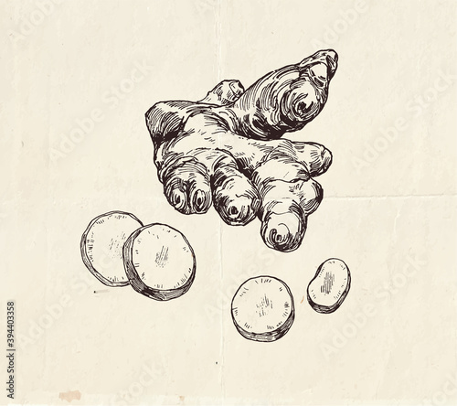 Ginger root with slices, common spice, graphic illustration